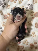 Willadeen, a female Miniature Schnauzer for sale in Lufkin, TX – 2 of 2