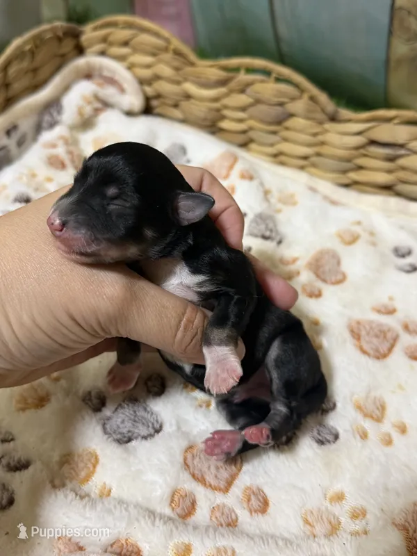 Salem – Miniature Schnauzer puppy for sale in Lufkin, TX