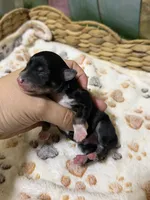 Salem, a male Miniature Schnauzer for sale in Lufkin, TX – 1 of 2