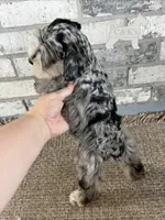 Stormi, a female Miniature Schnauzer for sale in Lufkin, TX – 3 of 4