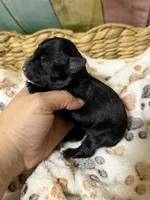 Raven, a female Miniature Schnauzer for sale in Lufkin, TX – 8 of 9