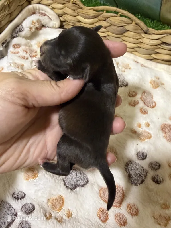 Porter – Miniature Schnauzer puppy for sale in Lufkin, TX