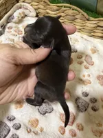 Porter, a male Miniature Schnauzer for sale in Lufkin, TX – 1 of 2
