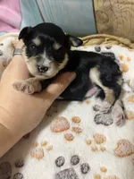 Shadow, a male Miniature Schnauzer for sale in Lufkin, TX – 7 of 9