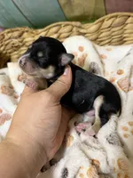 Shadow, a male Miniature Schnauzer for sale in Lufkin, TX – 5 of 9