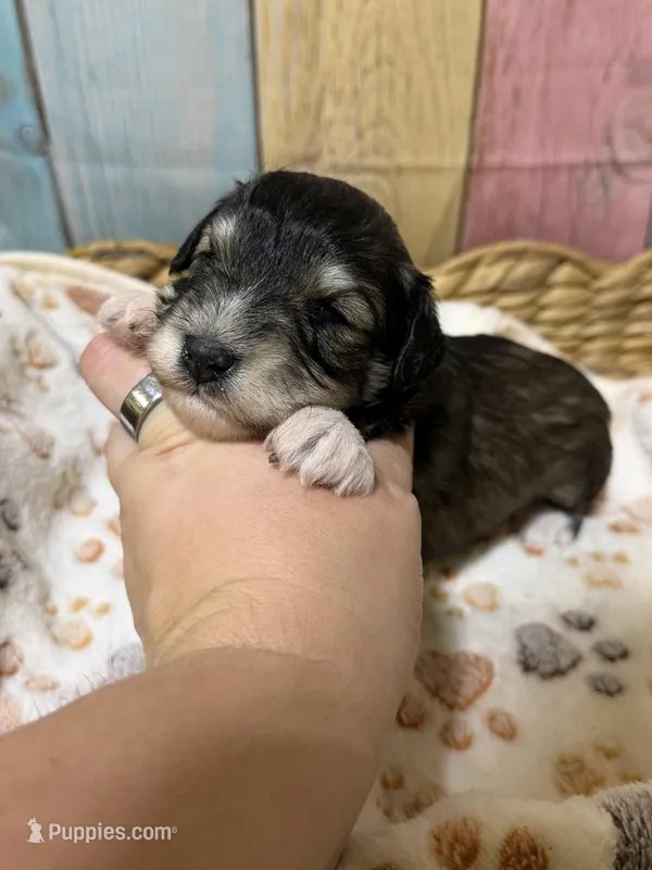 Salem – Miniature Schnauzer puppy for sale in Lufkin, TX