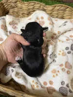 Jet, a male Miniature Schnauzer for sale in Lufkin, TX – 10 of 10