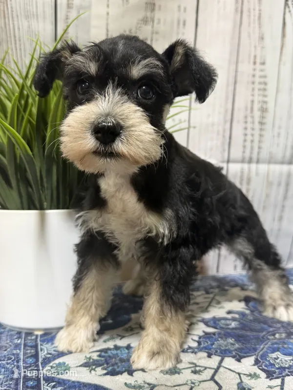 Willadeen – Miniature Schnauzer puppy for sale in Lufkin, TX