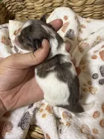 Queenie, a female Miniature Schnauzer for sale in Lufkin, TX – 2 of 3