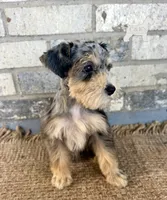 Loki, a male Miniature Schnauzer for sale in Lufkin, TX – 2 of 4