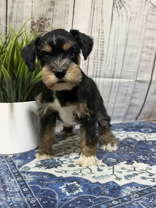 Jolene – Miniature Schnauzer puppy for sale in Lufkin, TX