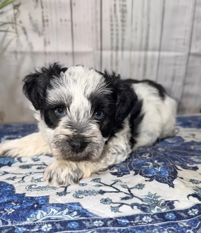 Freedom “Freddie” – Miniature Schnauzer puppy for sale in Lufkin, TX
