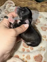 Salem, a male Miniature Schnauzer for sale in Lufkin, TX – 2 of 2