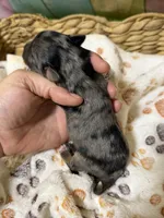 Ace, a male Miniature Schnauzer for sale in Lufkin, TX – 2 of 2