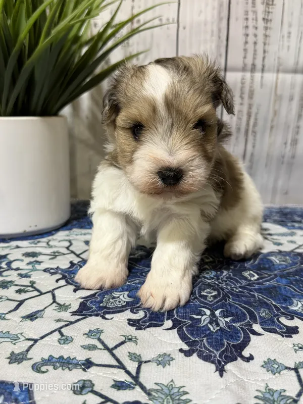 Queenie – Miniature Schnauzer puppy for sale in Lufkin, TX
