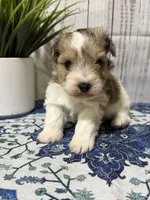Queenie, a female Miniature Schnauzer for sale in Lufkin, TX – 2 of 5