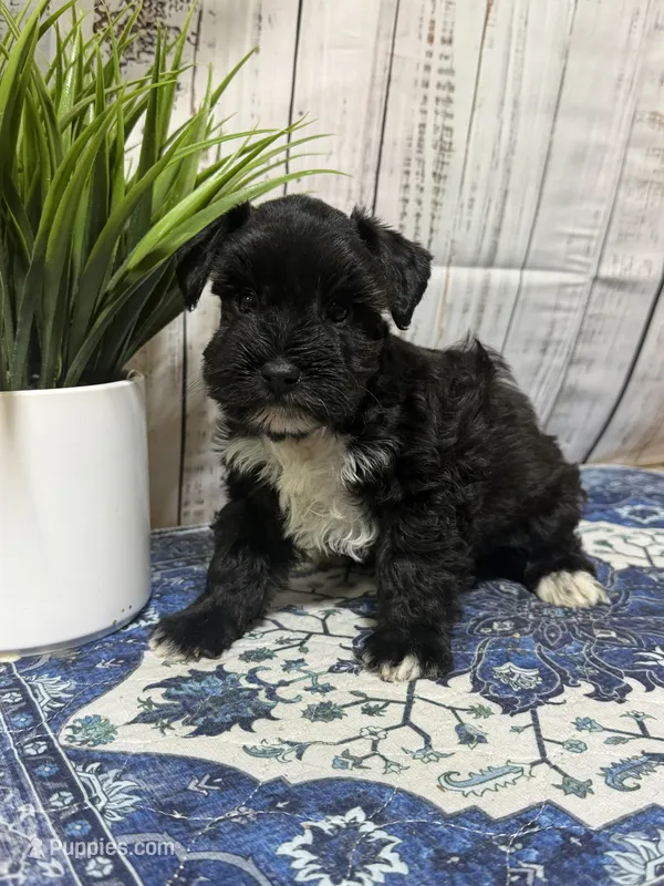 Onyx – Miniature Schnauzer puppy for sale in Lufkin, TX