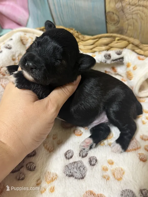 Onyx – Miniature Schnauzer puppy for sale in Lufkin, TX