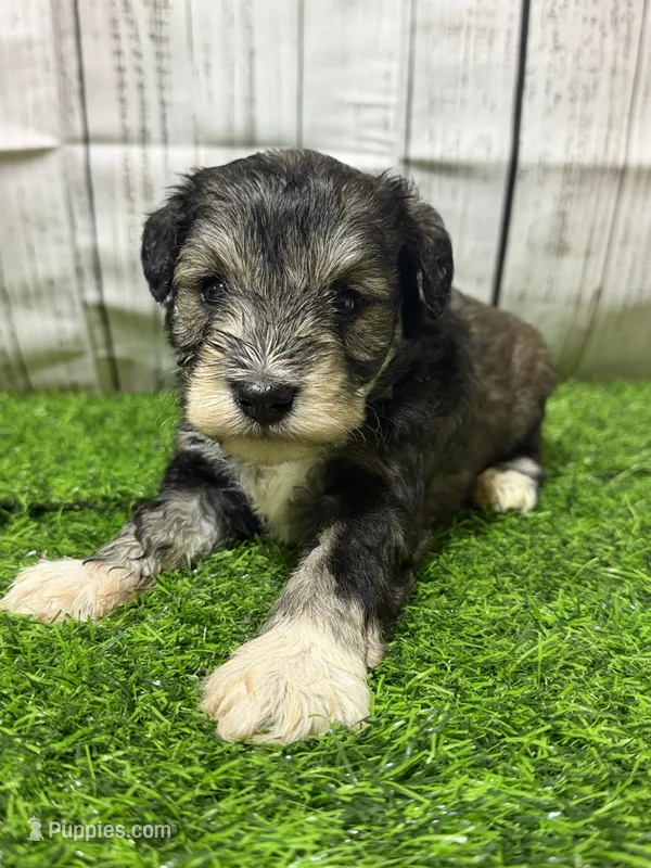 Salem – Miniature Schnauzer puppy for sale in Lufkin, TX