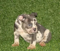 Blue, a male American Bully for sale in Houston, TX – 3 of 4