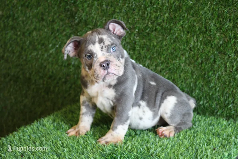 Blue – American Bully puppy for sale in Houston, TX