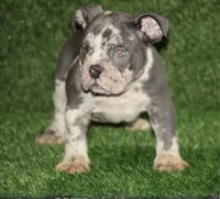 Blue, a male American Bully for sale in Houston, TX – 2 of 4