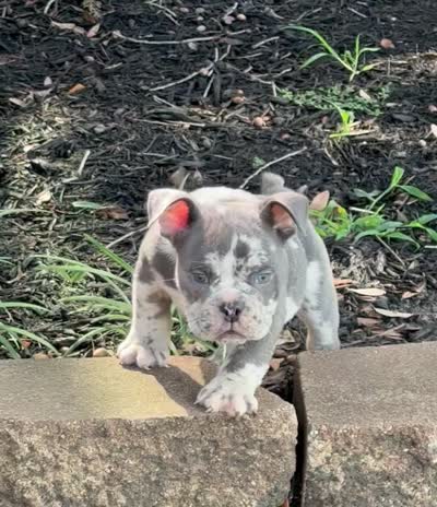 Blue, a male American Bully for sale in Houston, TX – 4 of 4