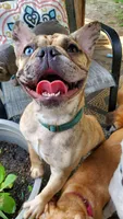 Bleu, a female French Bulldog for sale in St. Louis, MO – 3 of 8