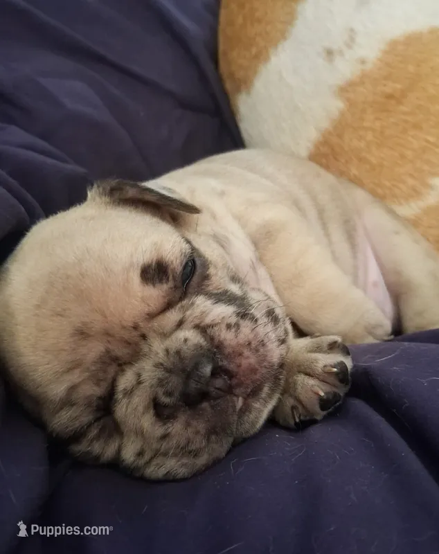 Denim – French Bulldog puppy for sale in St. Louis, MO