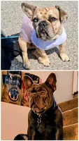 Arctic, a female French Bulldog for sale in St. Louis, MO – 7 of 7