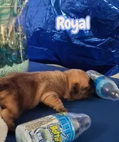 Royal, a female French Bulldog for sale in St. Louis, MO – 2 of 2
