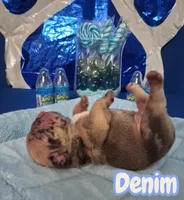 Denim, a female French Bulldog for sale in St. Louis, MO – 1 of 3