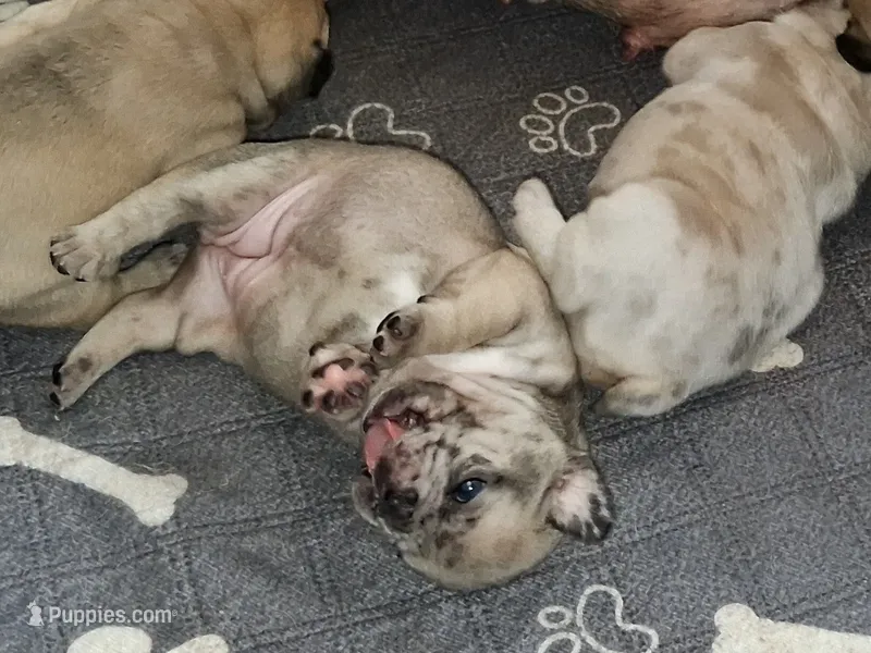 Denim – French Bulldog puppy for sale in St. Louis, MO