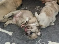 Denim, a female French Bulldog for sale in St. Louis, MO – 5 of 8