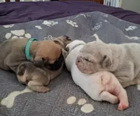 Tiffany, a female French Bulldog for sale in St. Louis, MO – 8 of 9