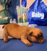 Baby, a female French Bulldog for sale in St. Louis, MO – 2 of 2
