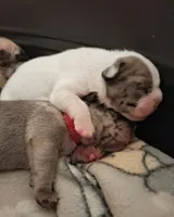 Artic, a female French Bulldog for sale in St. Louis, MO – 2 of 3