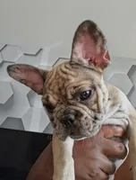 Denim*SALE, a female French Bulldog for sale in St. Louis, MO – 3 of 10