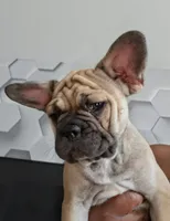 Baby*SALE, a female French Bulldog for sale in St. Louis, MO – 4 of 9
