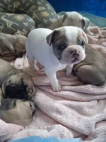 Arctic, a female French Bulldog for sale in St. Louis, MO – 3 of 7