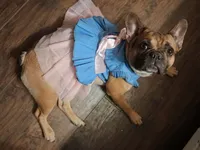 Rolo, a female French Bulldog for sale in St. Louis, MO – 4 of 4