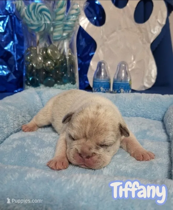 Tiffany  – French Bulldog puppy for sale in St. Louis, MO