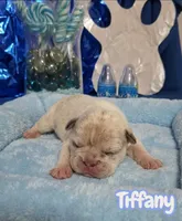 Tiffany , a female French Bulldog for sale in St. Louis, MO – 1 of 3