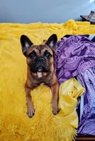 Rolo, a female French Bulldog for sale in St. Louis, MO – 1 of 4