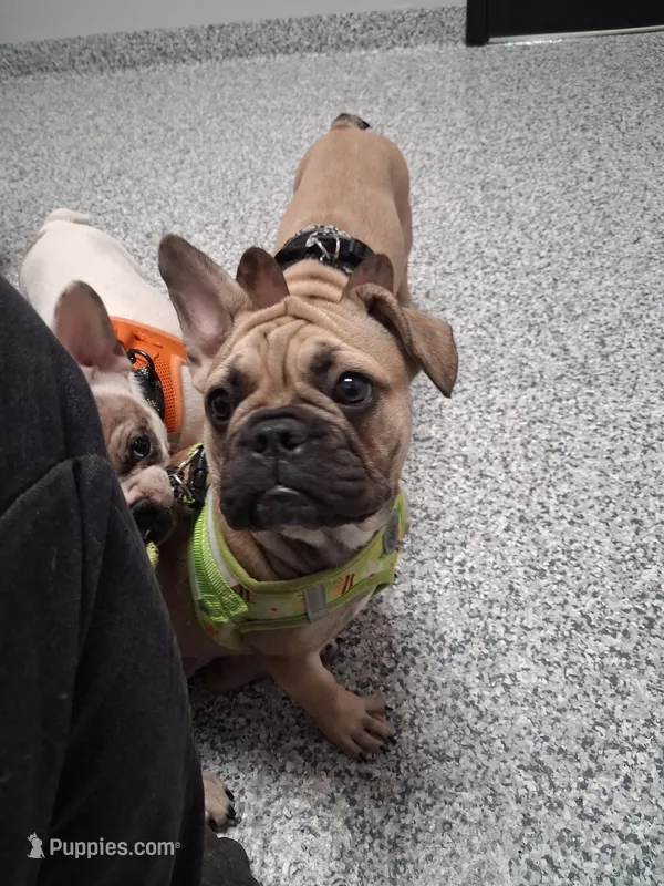 Willow – French Bulldog puppy for sale in St. Louis, MO