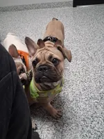 Willow, a female French Bulldog for sale in St. Louis, MO – 1 of 9