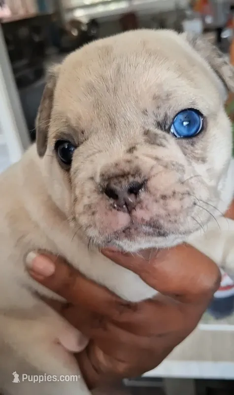 Tiffany – French Bulldog puppy for sale in St. Louis, MO