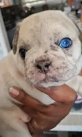 Tiffany, a female French Bulldog for sale in St. Louis, MO – 1 of 9
