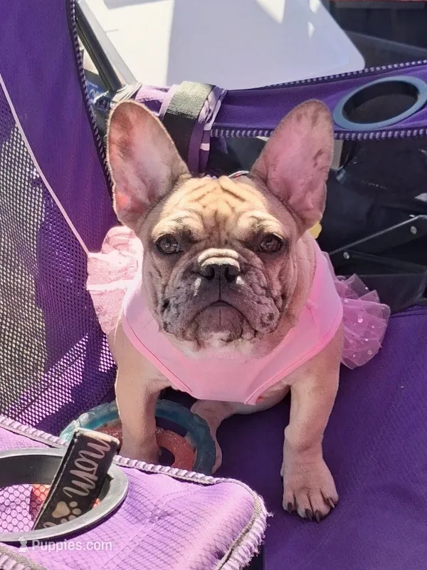 Denim – French Bulldog puppy for sale in St. Louis, MO