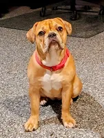 Buttercup, a female French Bulldog for sale in St. Louis, MO – 2 of 3